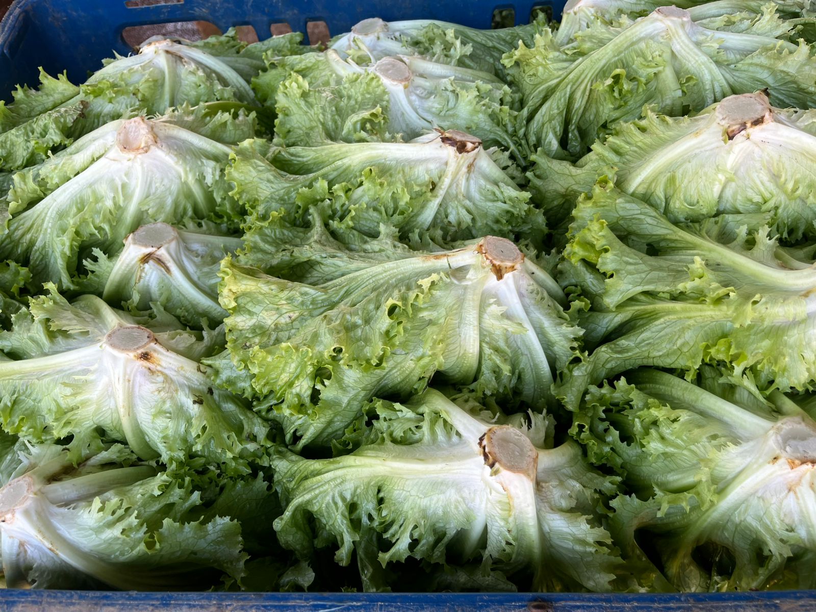 Produtos Aurora